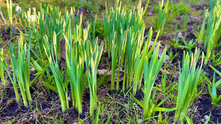 Fresh green shoots are sprouting from the thawed ground, signaling the vibrant arrival of spring and...