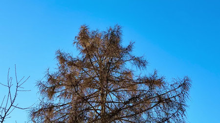 A captivating and striking image of a barren tree complete with intricate branches set against a...