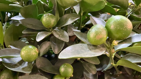 Lush greenery showcasing unripe citrus fruits thriving on a healthy tree, beautifully demonstrating...