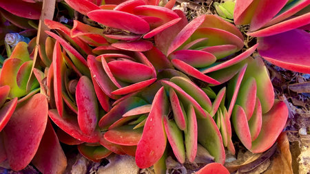 Explore a detailed closeup of a beautiful, vibrant succulent plant showing its stunning red and...