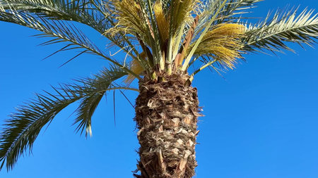 A beautiful palm tree stands tall with vibrant green leaves and yellow blooms against a clear blue...
