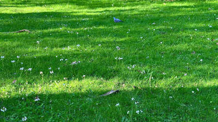 A peaceful park scene features lush grass, vibrant wildflowers, and a curious bird exploring the...