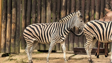 Watch these beautiful zebras interacting in their natural habitat, showcasing vivid stripes and behavior.の写真素材