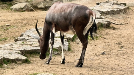 A serene bongo is calmly grazing on the ground, surrounded by rocky formations in its natural environmentの写真素材
