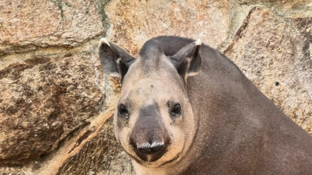 A captivating closeup image of a tapir, showcasing its unique features against a rugged rocky backdropの写真素材