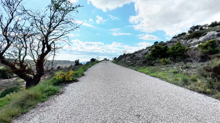 A peaceful and tranquil gravel road, surrounded by lush greenery and clear blue skies, perfect for outdoor adventuresの写真素材