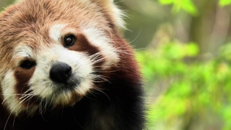 A captivating red panda is showcasing its curious and playful expressions amidst lush greenery and beautiful natureの写真素材