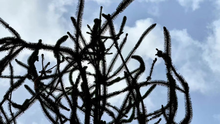 A striking and captivating silhouette of intricate tree branches prominently set against a bright blue skyの写真素材