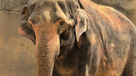 Closeup shots of a magnificent elephant, showing its unique features along with its earthy...