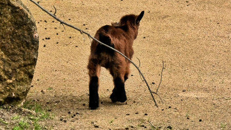 A delightful series of frames showcasing a group of adorable goat kids joyfully exploring their surroundingsの写真素材