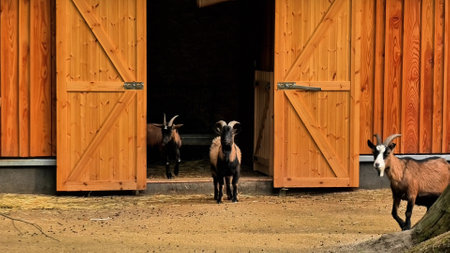 A group of curious and friendly goats is standing at the entrance of a cozy barn with two wooden doors and sandy groundの写真素材