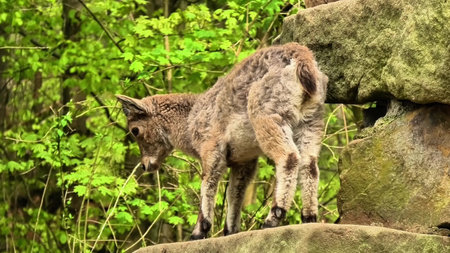 A beautiful lynx rests on rocks surrounded by lush greenery, exemplifying the wonders of nature's...