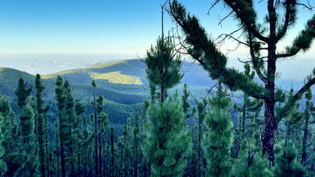 A breathtaking view overlooking lush green pine trees and majestic mountains beneath a clear, bright blue skyの写真素材