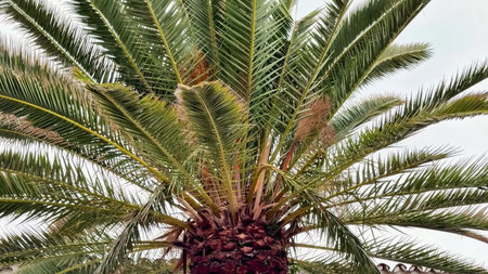A breathtakingly stunning view of a tall palm tree proudly showcasing its vibrant green fronds against a cloudy skyの写真素材