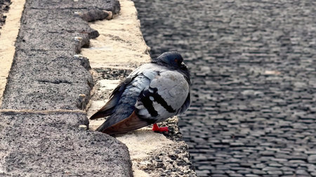 A serene and peaceful pigeon is perched gracefully on a stone edge, beautifully showcasing urban wildlifeの写真素材