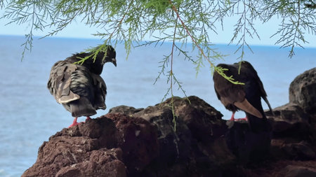 A serene and peaceful scene of numerous birds perched quietly on rocks situated near the waters edge