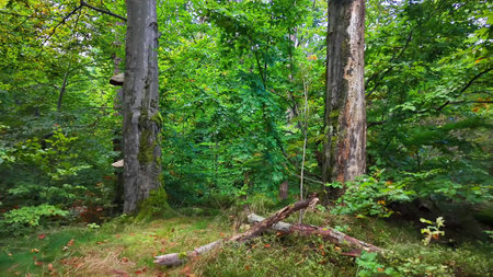 Discover and appreciate the serene beauty of a lush green forest, home to towering trees and vibrant...