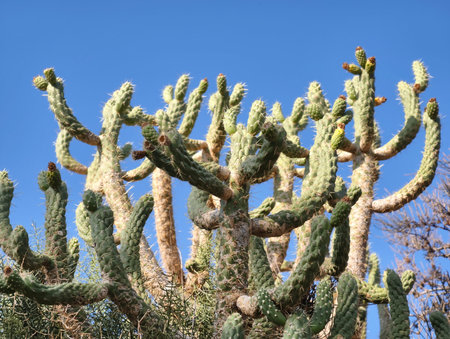 There is a truly stunning view of a vibrant cactus with numerous arms elegantly reaching out for the...