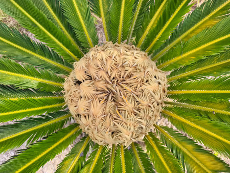 A breathtaking aerial view of stunning cycads shows their lush green leaves radiating from the...