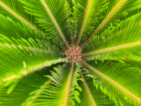 This is a breathtaking overhead view that reveals a lush green plant featuring intricate and beautiful leaf patternsの写真素材