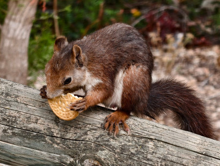 Squirrel eating a cone of ice cream on a wooden fence.