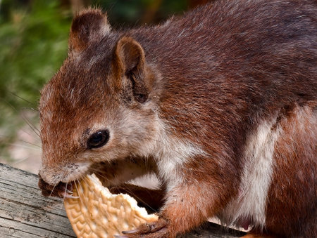 Squirrel eating food in a park in the summer
