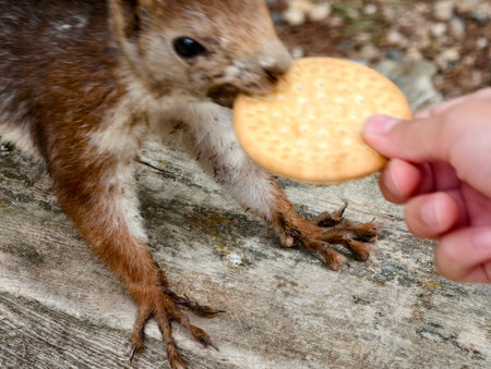 Squirrel eating a biscuit from the hand of a child.の写真素材