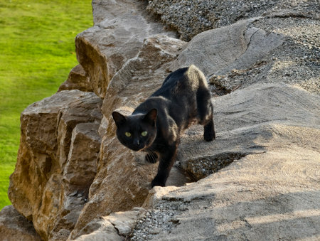 A sleek black cat confidently and gracefully navigating across a rocky surface set within a vibrant green settingの写真素材