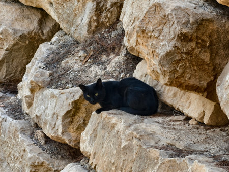 A serene black cat is comfortably lounging amid natural rocks, showcasing its beautiful and stealthy appearanceの写真素材