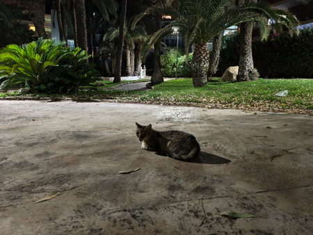 cats peacefully resting, tranquil scene where cozy cat sleeps peacefully at nightの写真素材
