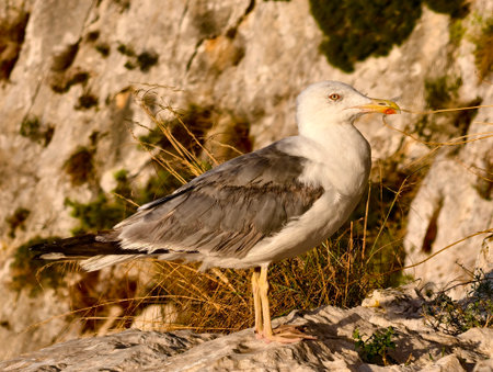 perched seagull overlooks coast, seagull resting on sunlit rock isolates against blurred backgroundの写真素材