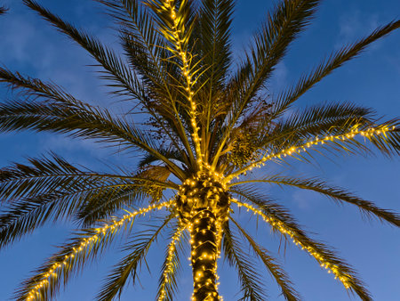 tranquil palm with lights ambiance, serene palm silhouette illuminated by warm fairy lightsの写真素材