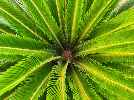 botanical palm fronds view, detailed view of palm crown emphasizing frond symmetry and textureの写真素材