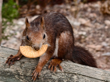 closeup of squirrel with snack, frontfacing red squirrel gripping snack with detailed fur and clawsの写真素材