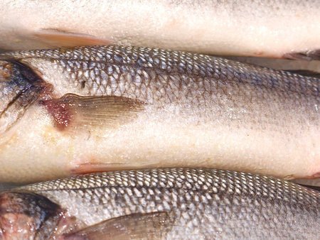 whitefish fillets on ice, cold whitefish filletes displayed for industrial processing and packaging