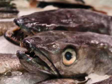 fresh fish display, frozen hake head with bright eye, icecold presentation of vibrant fish specimens
