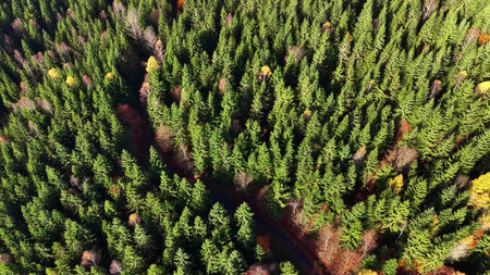 Canopy trail adventure, Sunlit forest path overhead perspective, Aerial shot of lush tree cover with...