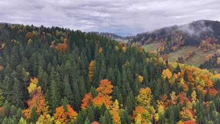 Autumn hillside with lush trees, Aerial shot of peaceful forest scene, Misty hilltop meadow...