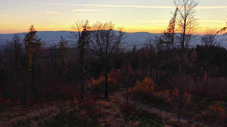twilight over wooded landscape, golden sky blending with mountains as trees line winding forest