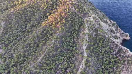 aerial autumn forest carpeted amber greens, winding trails cut through canopy toward seaside ridge,...