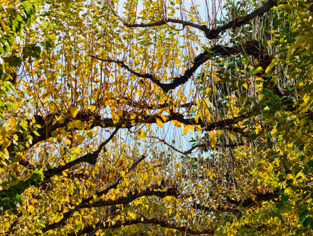 Golden leaves arch over shimmering water reflecting sky, delicate branches and ripples create tranquilの写真素材