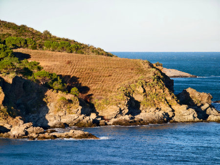 Sunlit vineyard terrace on rocky headland overlooking deep blue sea, warm golden light on terraced vinesの写真素材