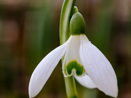 Fragile white snowdrop with green mark translucent tepals and slender stem captured in macro, soft neutralの写真素材