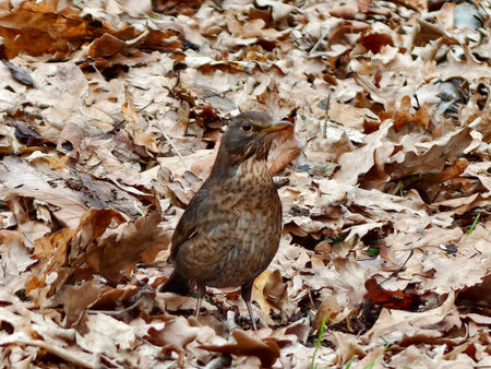Brown thrush foraging among leaves, closeup of female songbird probing leaf litter for insects, soft autumnの写真素材