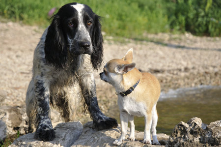 Two dogs