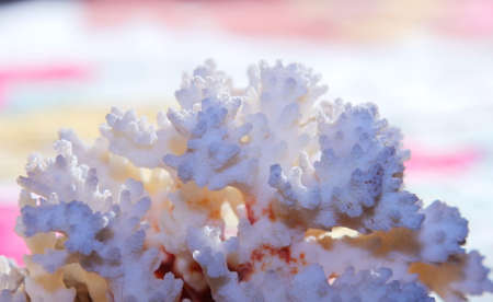 coralの写真素材
