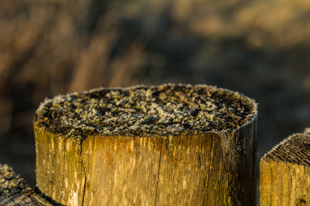 morning frostの写真素材