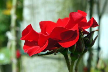 Red rose.の写真素材