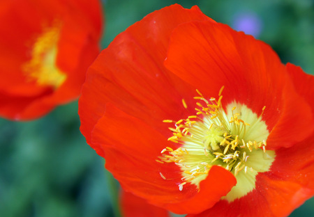 Poppies flowers.の写真素材