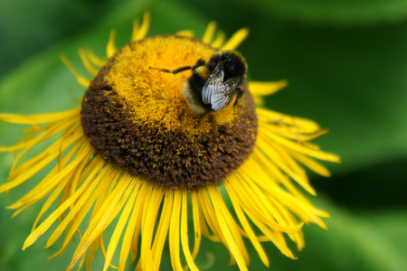 Bee on the flower.の写真素材